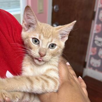 Trouble -  Domestic Short Hair Cat for Adoption in Buffalo, New York - Trouble | PetCurious
