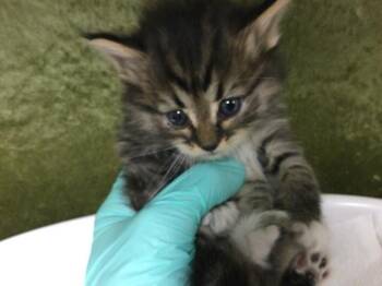 A1913522 -  Domestic Short Hair Cat for Adoption in Riverside, California - A1913522 | PetCurious
