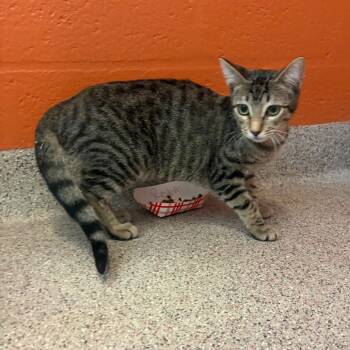 Lily -  Domestic Short Hair Cat for Adoption in Sarasota, Florida - Lily | PetCurious