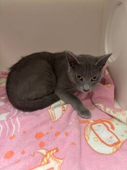 Rescue Domestic Short Hair Cats for Adoption in Oxford, North Carolina - Freya | PetCurious