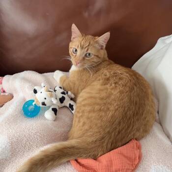 Pumpkin Gatherum -  Domestic Medium Hair Cat for Adoption in Eagle Mountain, Utah - Pumpkin Gatherum | PetCurious