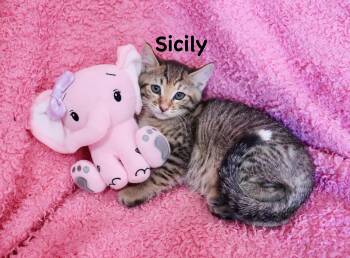 Tabby Cats Available for Adoption - Sicily | PetCurious