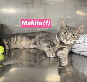 Makita -  Domestic Short Hair and Russian Blue Cat for Adoption in Montville, New Jersey - Makita | PetCurious