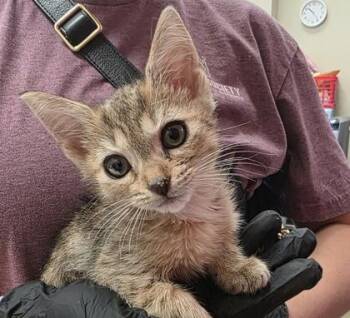 Maple -  Domestic Short Hair Cat for Adoption in Fishers, Indiana - Maple | PetCurious