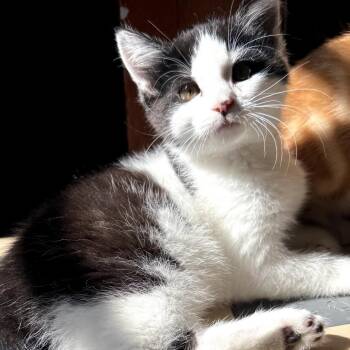 Otto -  Domestic Short Hair Cat for Adoption in Muncie, Indiana - Otto | PetCurious