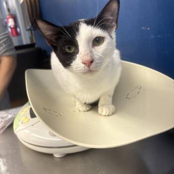 Gianna -  Domestic Short Hair Cat for Adoption in Summerlee, West Virginia - Gianna | PetCurious