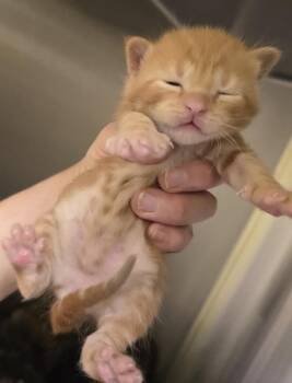 Lord Sheddington -  Domestic Short Hair Cat for Adoption in Dickson, Tennessee - Lord Sheddington | PetCurious