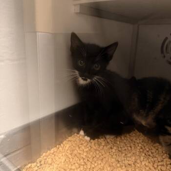 Sirius -  Domestic Short Hair Cat for Adoption in Columbus, North Carolina - Sirius | PetCurious