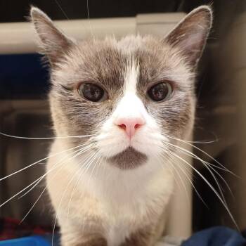 Rica -  Siamese and Domestic Short Hair Cat for Adoption in Murray, Utah - Rica | PetCurious