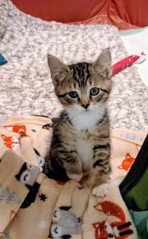 Cabela -  American Shorthair Cat for Adoption in Hagaman, New York - Cabela | PetCurious