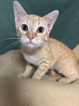 Rescue Domestic Short Hair Cats for Adoption in Wabash, Indiana - Titus | PetCurious