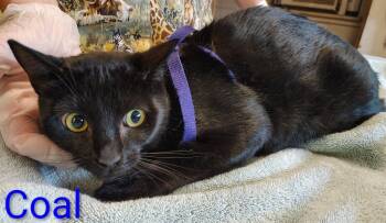 Rescue Domestic Medium Hair Cats for Adoption in Mena, Arkansas - Coal | PetCurious