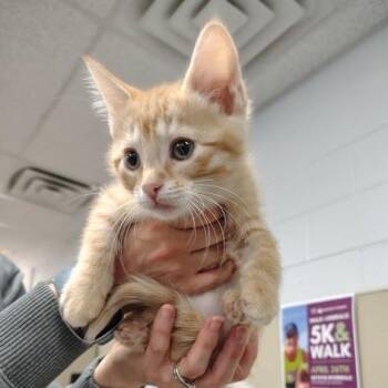 Domestic Short Hair Cats Available for Adoption in South Elgin, Illinois - Pumpkin | PetCurious