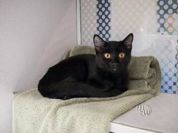 ROLD GOLD -  Domestic Short Hair Cat for Adoption in Omaha, Nebraska - ROLD GOLD | PetCurious