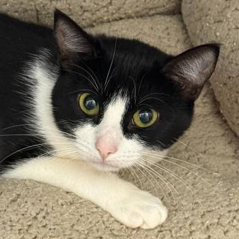 Millie -  Domestic Short Hair Cat for Adoption in Cumming, Georgia - Millie | PetCurious