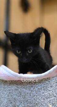Domestic Short Hair Cats Available for Adoption in Rowlett, Texas - Licorice | PetCurious