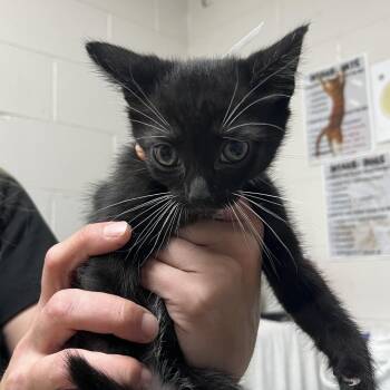 Domestic Short Hair Cats Available for Adoption - Samee | PetCurious