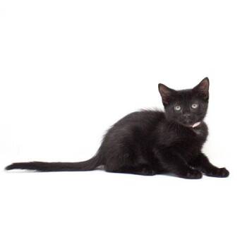 Octillia -  Domestic Short Hair Cat for Adoption in Florence, Arizona - Octillia | PetCurious