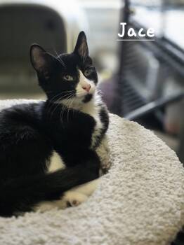Jace -  Domestic Short Hair Cat for Adoption in Battle Creek, Michigan - Jace | PetCurious