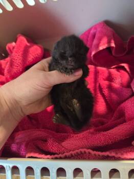 Winchester -  Domestic Short Hair Cat for Adoption in Bossier City, Louisiana - Winchester | PetCurious