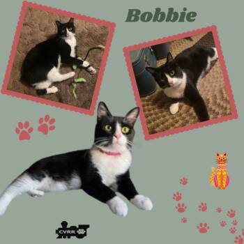 Rescue Domestic Short Hair and Tuxedo Cats for Adoption in Lindsay, California - Bobbie (Cat) | PetCurious