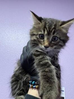 Rescue Domestic Medium Hair Cats for Adoption in El Paso, Texas - 59800002 | PetCurious