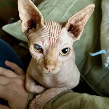 Snarf -  Sphynx Hairless Cat Cat for Adoption in Akron, Ohio - Snarf | PetCurious