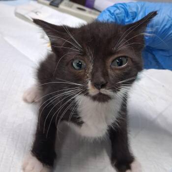 Kyrie -  Domestic Short Hair Cat for Adoption in Summerville, South Carolina - Kyrie | PetCurious