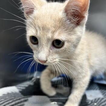 Pumbaa -  Domestic Short Hair Cat Available for Adoption in Newport, North Carolina - Pumbaa | PetCurious