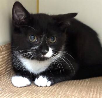 BUTTERCUP -  Domestic Short Hair Cat for Adoption in Dedham, Massachusetts - BUTTERCUP | PetCurious
