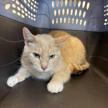Logan -  Domestic Short Hair Cat for Adoption in Evanston, Illinois - Logan | PetCurious