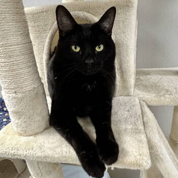 Rescue Domestic Short Hair Cats for Adoption in Cincinnati, Ohio - Jack Cat 2025 | PetCurious