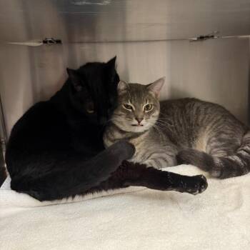 Domestic Short Hair Cats Available for Adoption in Buffalo, New York - Sunshine | PetCurious