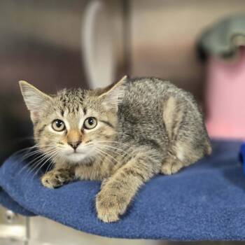 Astrid -  Domestic Short Hair Cat for Adoption in Madison, Wisconsin - Astrid | PetCurious