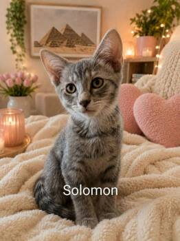 Solomon -  Domestic Short Hair Cat for Adoption in Miami, Oklahoma - Solomon | PetCurious