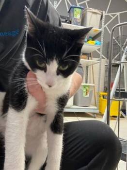 Domestic Short Hair Cats Available for Adoption - Samuel | PetCurious