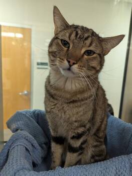 VOSS -  Domestic Short Hair Cat for Adoption in Colorado Springs, Colorado - VOSS | PetCurious