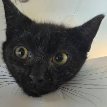Simba -  Domestic Short Hair Cat for Adoption in Leander, Texas - Simba | PetCurious