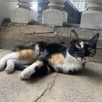 Elisa -  Domestic Short Hair Cat for Adoption in Philadelphia, Pennsylvania - Elisa | PetCurious
