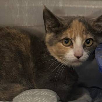 June -  Domestic Short Hair Cat for Adoption in East Hanover, New Jersey - June | PetCurious