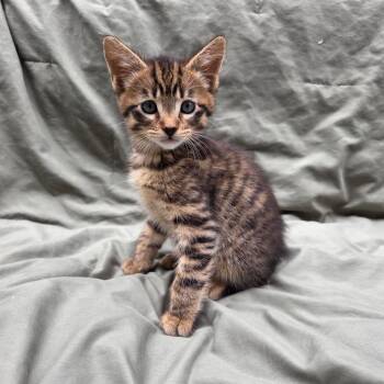 Dandelion (Purple) -  Domestic Short Hair Cat for Adoption in Belfair, Washington - Dandelion (Purple) | PetCurious