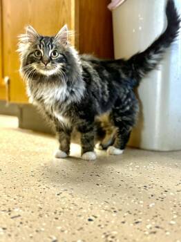 Domestic Long Hair Cats Available for Adoption - Habanero | PetCurious