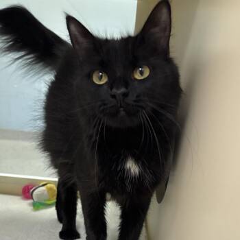 Zuzu -  Domestic Medium Hair Cat for Adoption in Naperville, Illinois - Zuzu | PetCurious