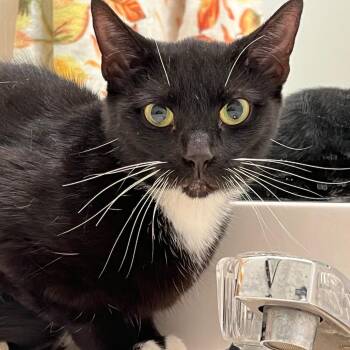 Rescue Domestic Short Hair Cats for Adoption in Laurel, Maryland - "Jazzy"-Petite 2 Y/o Looking For Her Forever Home | PetCurious