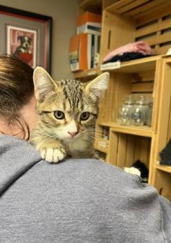 Little Foot -  Domestic Short Hair Cat for Adoption in East Brookfield, Massachusetts - Little Foot | PetCurious