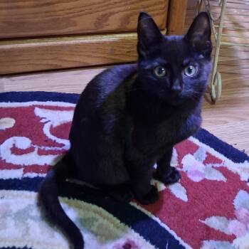 Jet -  Domestic Short Hair Cat for Adoption in Buffalo, New York - Jet | PetCurious