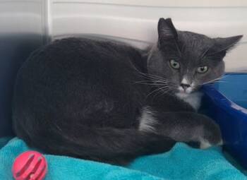 Rescue Domestic Short Hair Cats for Adoption in Willmar, Minnesota - Ali | PetCurious