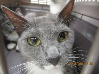 (694) -  Domestic Short Hair Cat for Adoption in Marietta, Georgia - (694) | PetCurious