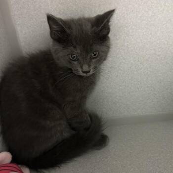 Xaden -  Domestic Medium Hair Cat for Adoption in Priest River, Idaho - Xaden | PetCurious