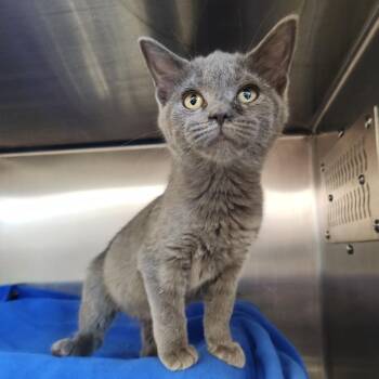 Outback -  Domestic Short Hair Cat for Adoption in Fort Wayne, Indiana - Outback | PetCurious